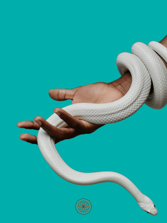 Snake in a Black Woman's Hand